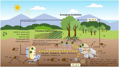 The combined application of salt-alkali tolerant phosphate solubilizing microorganisms and phosphogypsum is an excellent measure for the future improvement of saline-alkali soils